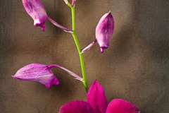 CRW_3925x
