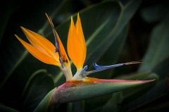 IMG_3119