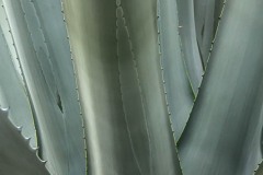 IMG_3559