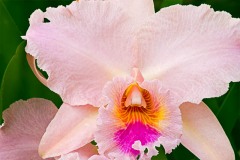 Orchid-1